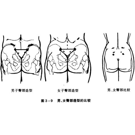 屁股位置|臀部（人体部位）